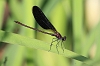 IMG_1775_Copper_Demoiselle_male